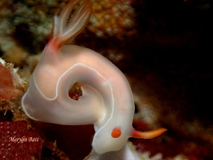 Hypelodoris bullocki
 by Marylin Batt 